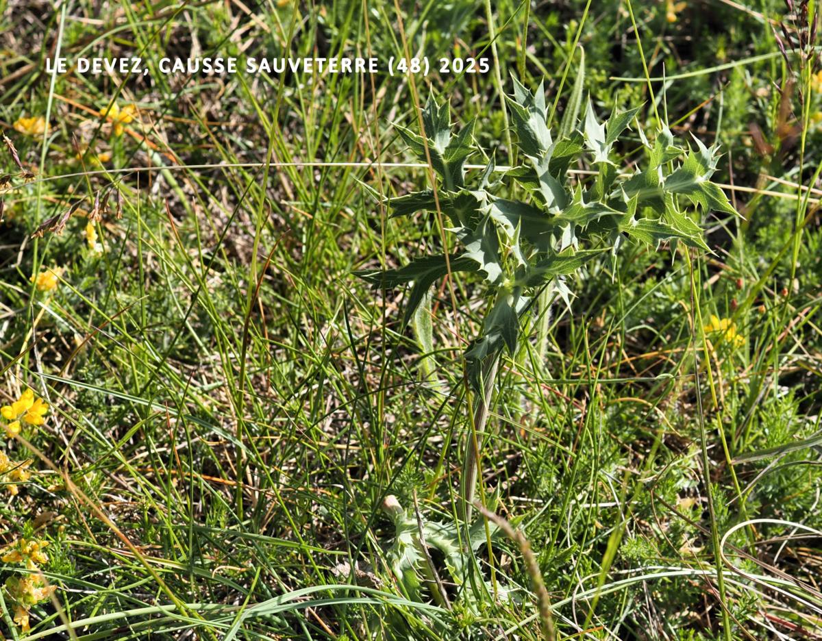 Eryngo, Field leaf